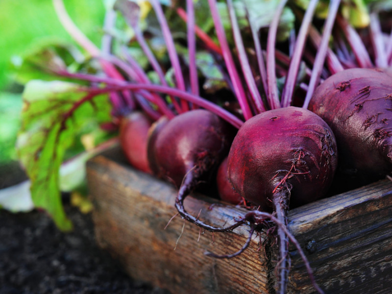 Planted UK: Beetroot